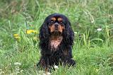 CAVALIER KING CHARLES 791